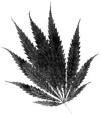 The legalization of marijuana: con proposition 19