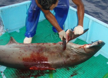 Shark finning affects marine life ecosystems all over the world