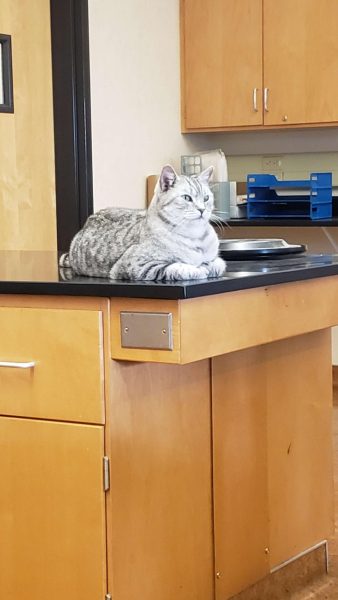 Friendly domestic cat visits Placer students